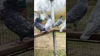 Merpati Balap Warna Langka