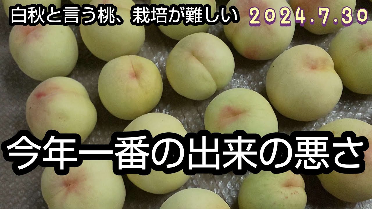 I harvested peaches (Hakushu), but the quality was terrible. The
