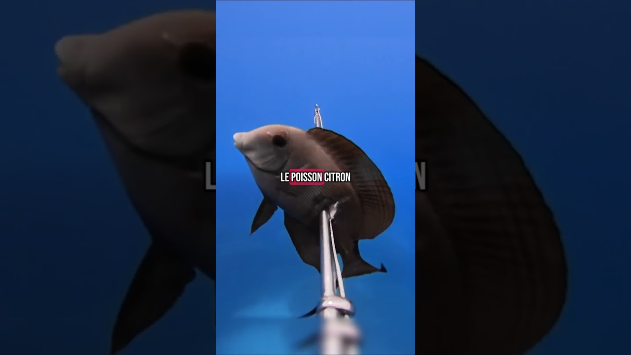 Вот что происходит утром, когда я отправляюсь на морскую рыбалку 