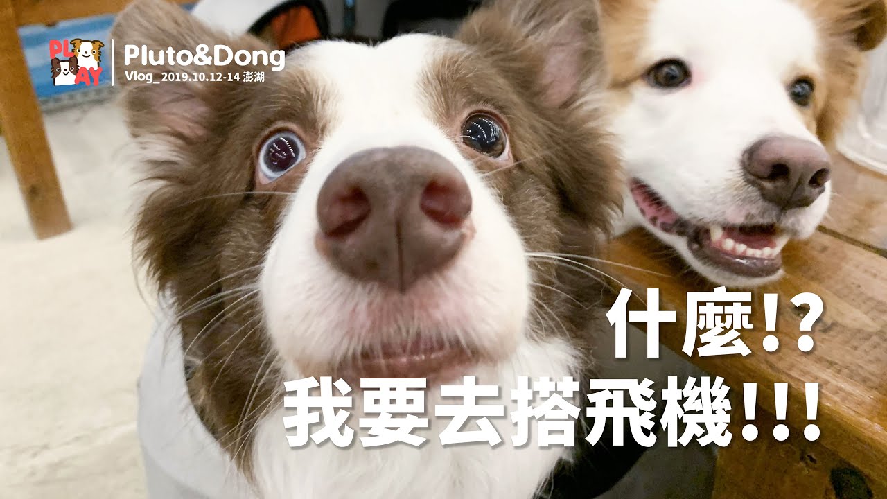 布冬第一次搭飛機！澎湖風好大！海邊好美民宿好舒服～｜邊境牧羊犬｜Jun & Pluto 布布