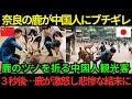 【海外の反応】「こいつのツノ折ってみようぜw」奈良公園で中国人が迷惑行為!温厚な鹿が中国人に反撃した結果…