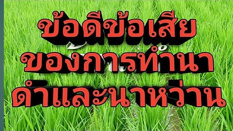 ข้อดีข้อเสียของการทำนาดำและนาหว่าน