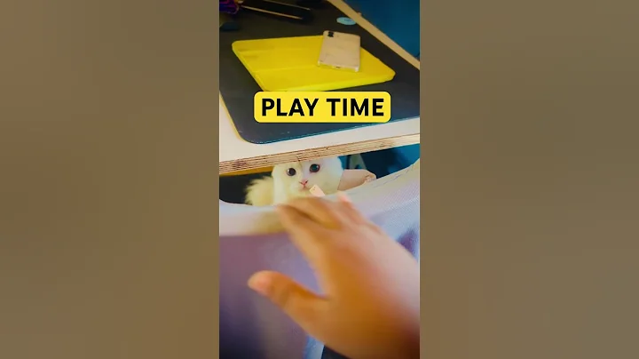 Watch the video about Subscribe & Like if you love cats🐾🐾🐾 #catshorts #cat #puspa #puspa2therule