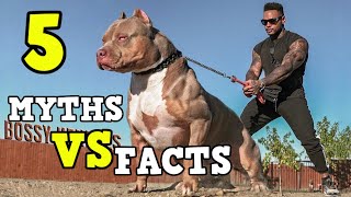 PITBULL 5 Myths VS Facts || You should MUST know before going close to any PITBULL