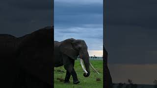 Marsh Titan, Masai Mara, Kenya