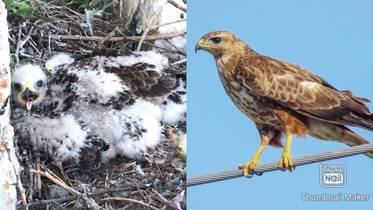 Long-legged buzzard nest photography in Lebanon - Raptors in Lebanon