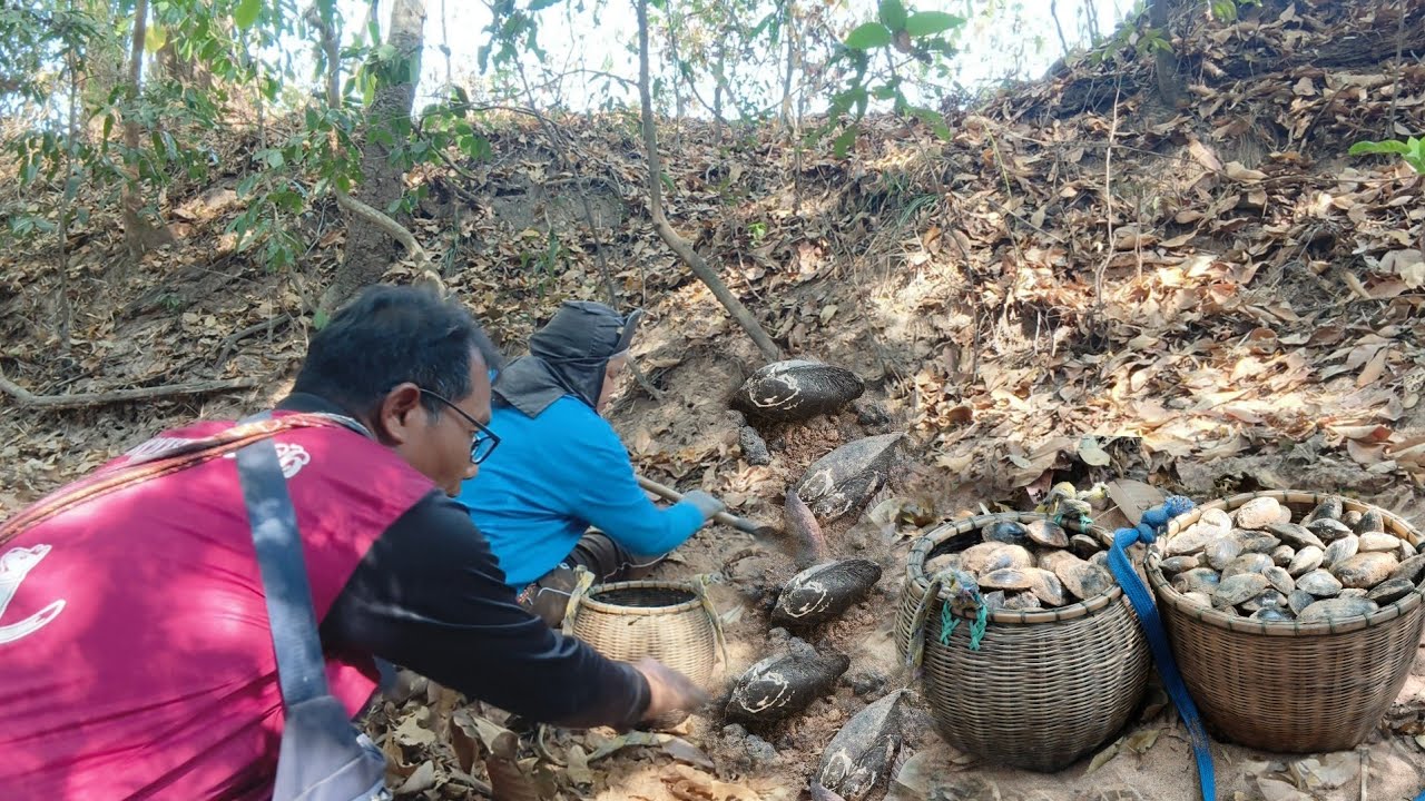 หาขุดหอยกาบจำศีลรอบแรกของปีลงหมายเดียวหมานเป็นถุงปุ๋ยจนได้แบกกลับ