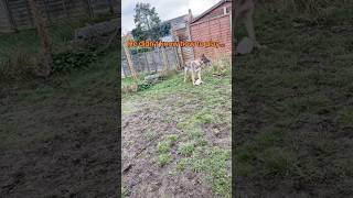 He Didnt Know How To Play