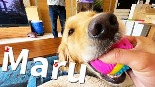 引っ張り合いが大好きなレトリバーまるくん！