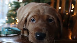 STUNNING Fox RED LABrador Puppies Christmas Photoshoot at 5 weeks Old 🐾🎄 by Wild Country Ranch 318 views 4 months ago 1 minute, 1 second