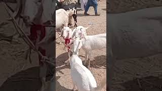 cheap rajan puri male goats for sacrificial