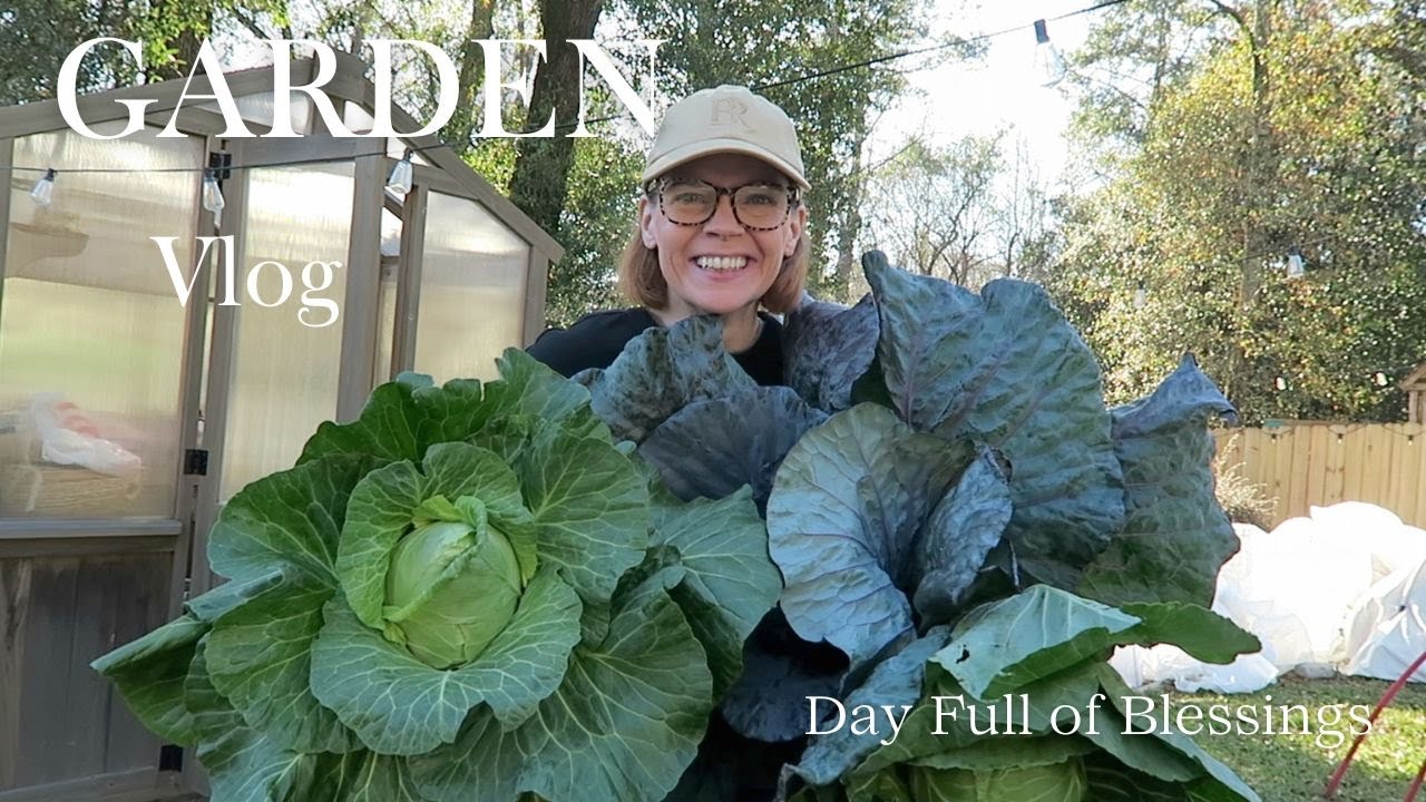 Сбор урожая капусты и начало масштабного обустройства огорода!