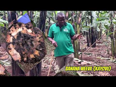 Banana farming guide: Challenges in mordern banana farming and how to overcome them