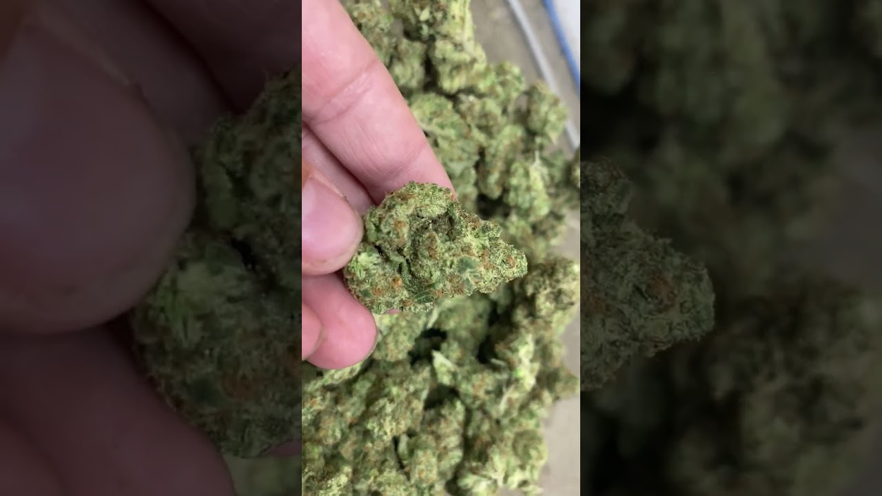 THCa Flower Pounds: True OG (Indoor Exotic)