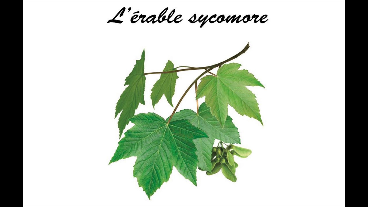 érable sycomore