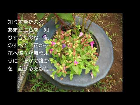 昭和の歌６０４＃知りすぎたのね