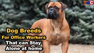 Dog Breeds For Office Workers : That Can Stay Alone At Home : TUC