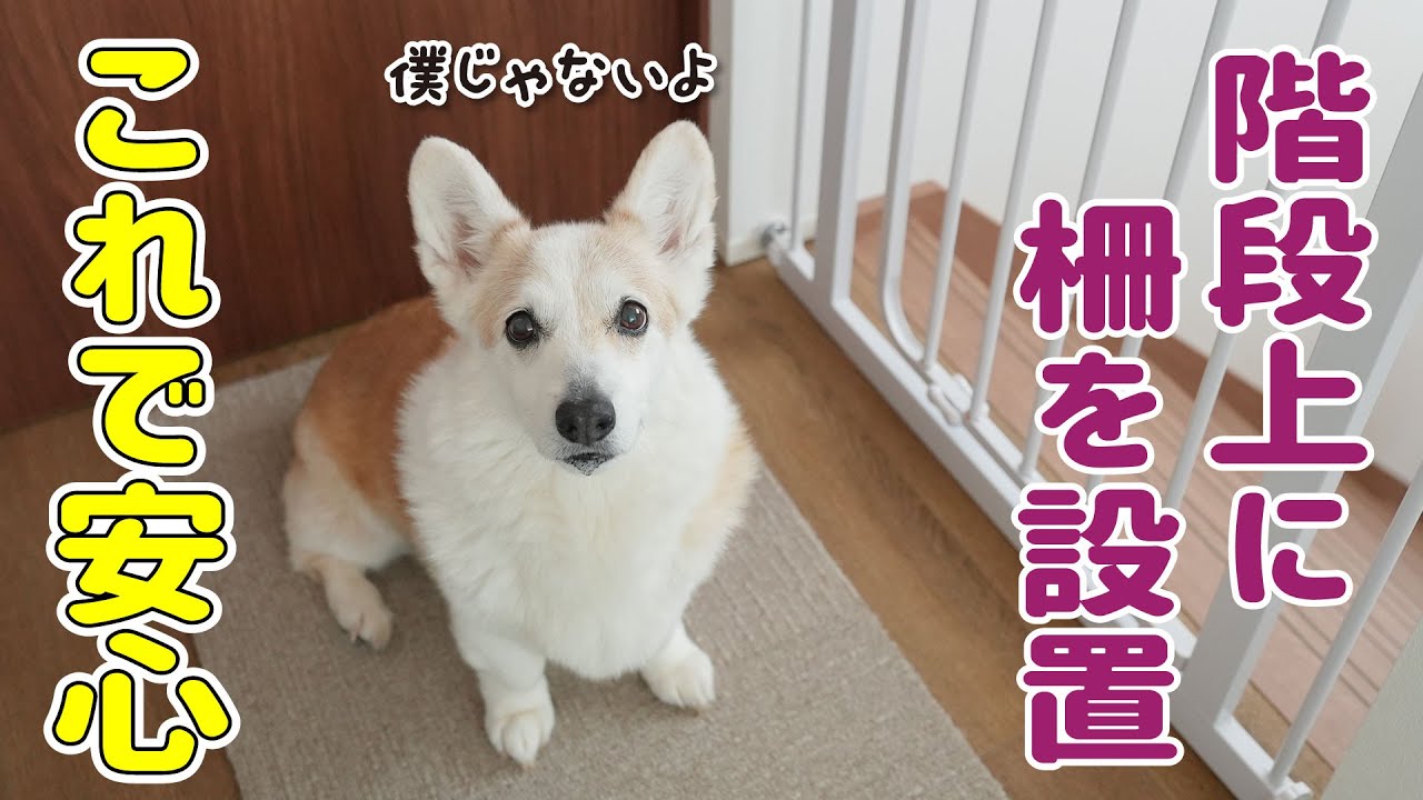 木彫りのコーギー天使への階段 とある物が階段から落ちたので、柵を付けることにしました - YouTube