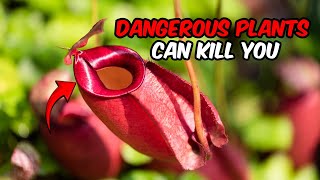 Top 10 Dangerous Plants That Can Literally Kill You Top 10 Dangerous Plants That Can Literally Kill You