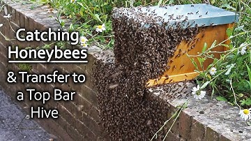 Catching Honeybees & Transferring them to a Top Bar Hive