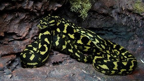 Jungle Carpet Python Update