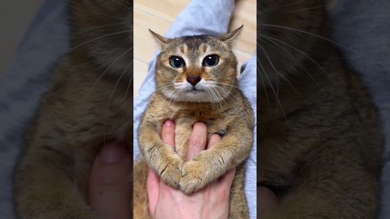 The Most Polite Cat Ever 😹