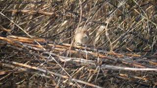 Clamorous Reed Warbler (Acrocephalus stentoreus) - Isis Island near Aswan (Egypt) 5-3-2017