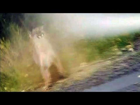 Video: Fungerar björnspray på fjälllejon?