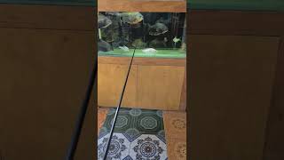 Lycan EclipE blank #joran #shorts #pancing #fishing #customrod #lycan #efzafkiel