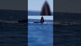 Unveiling the Giants: Top 10 Biggest Marine Animals on the Planet! pt.1 #shorts