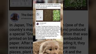 Milieuvriendelijke Innovatie In De Krantenwereld Krantenpaginas Worden Omgetoverd Tot Bloementuinen.