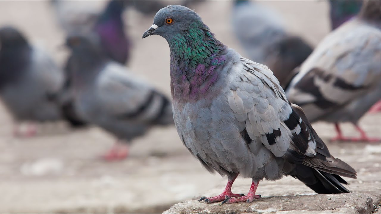 DOVE BREEDING IN KITENGELA