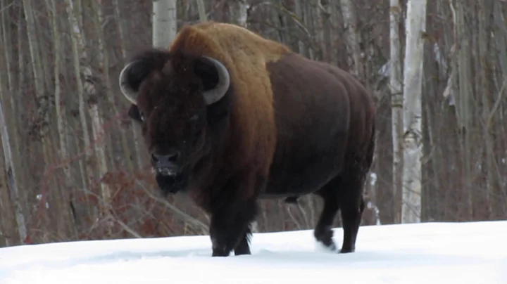 Bull Bison, Elk Island National Park