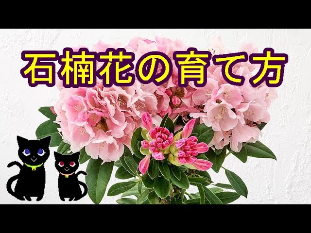 石楠花の育て方 Youtube