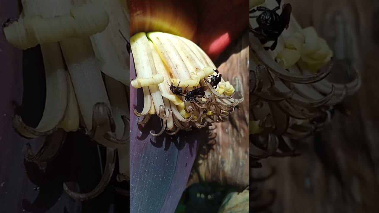 Abeja negra sin aguijon (Trigona sp). Fusagasuga Cundinamarca, vereda Cucharal bajo.