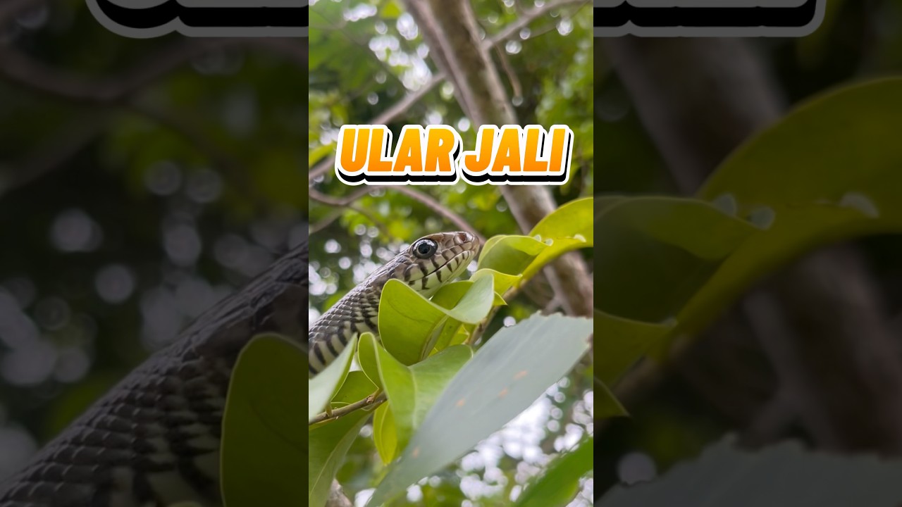 Ular Jali!