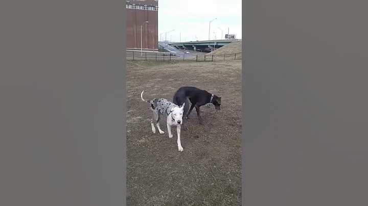 Danes at play