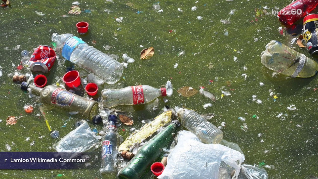 This is Why Seabirds Eat Plastic Floating in the Ocean YouTube