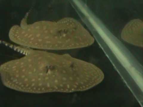 Video: Teacup Stingrays