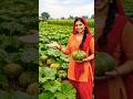 कद्दू की खेती।harvesting technique#storytellingwithai#storytellingyoutubeshorts #facts #shortsfeed