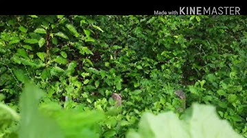 Cây thuốc quanh nhà#Cây rau cải trời chữa bướu cổ