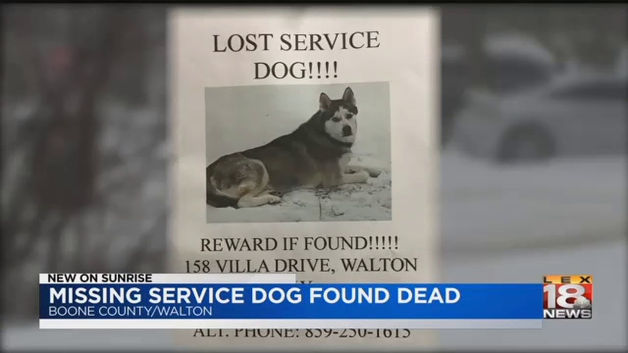 Missing Service Dog Found Dead YouTube