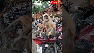 monkey funny dance 🤣🤣