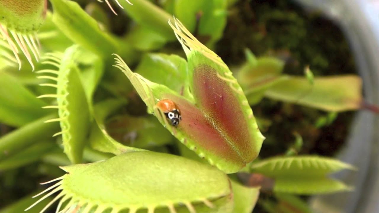 Ladybug Trapped by Venus Fly Trap YouTube
