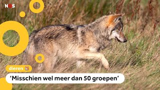 Onderzoekers: In de toekomst veel meer wolven in Nederland