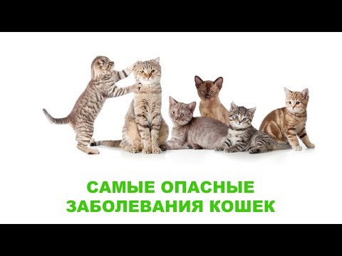 Самые опасные заболевания кошек. Ветеринарная клиника Био-Вет.