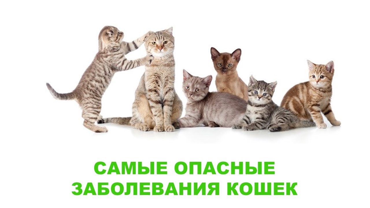 Самые опасные заболевания кошек. Ветеринарная клиника Био-Вет.