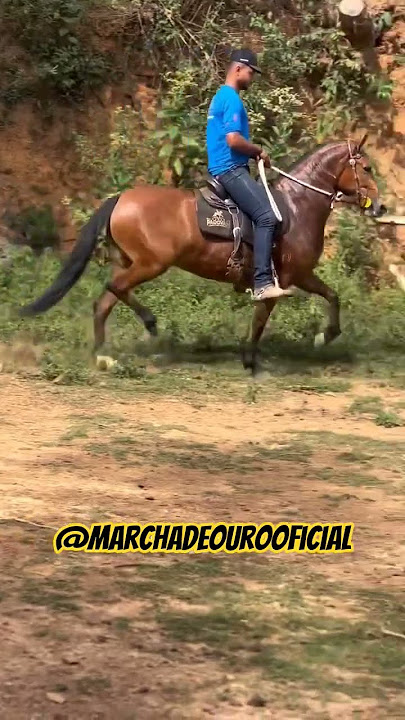boina bávaria #cavalomarchador #cavalo #playvaquejada #cavalos #pecuarista #horse #mercadoagricola