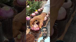 प्याज खेती गर्ने तरिका onion farming #onionfarming #agriculture #farmingtips #trendingshorts #shots