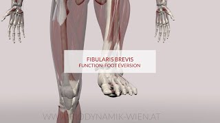 Fibularis Brevis Function: Foot Eversion (3D Animation)